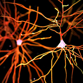 Neurons