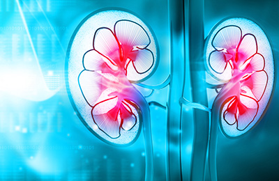 illustration of a kidney