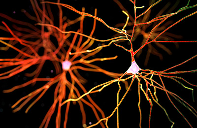 neuron